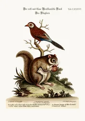 The Red and Blue Brazilian Finch. The Flying Squirrel, 1749-73